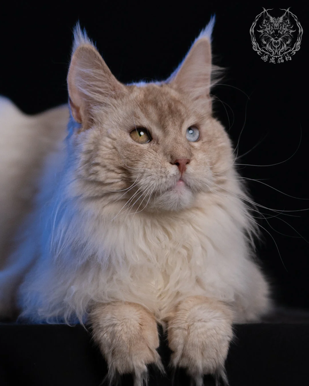 乳高煙緬因貓 Cream High Smoke Maine Coon 9months 12