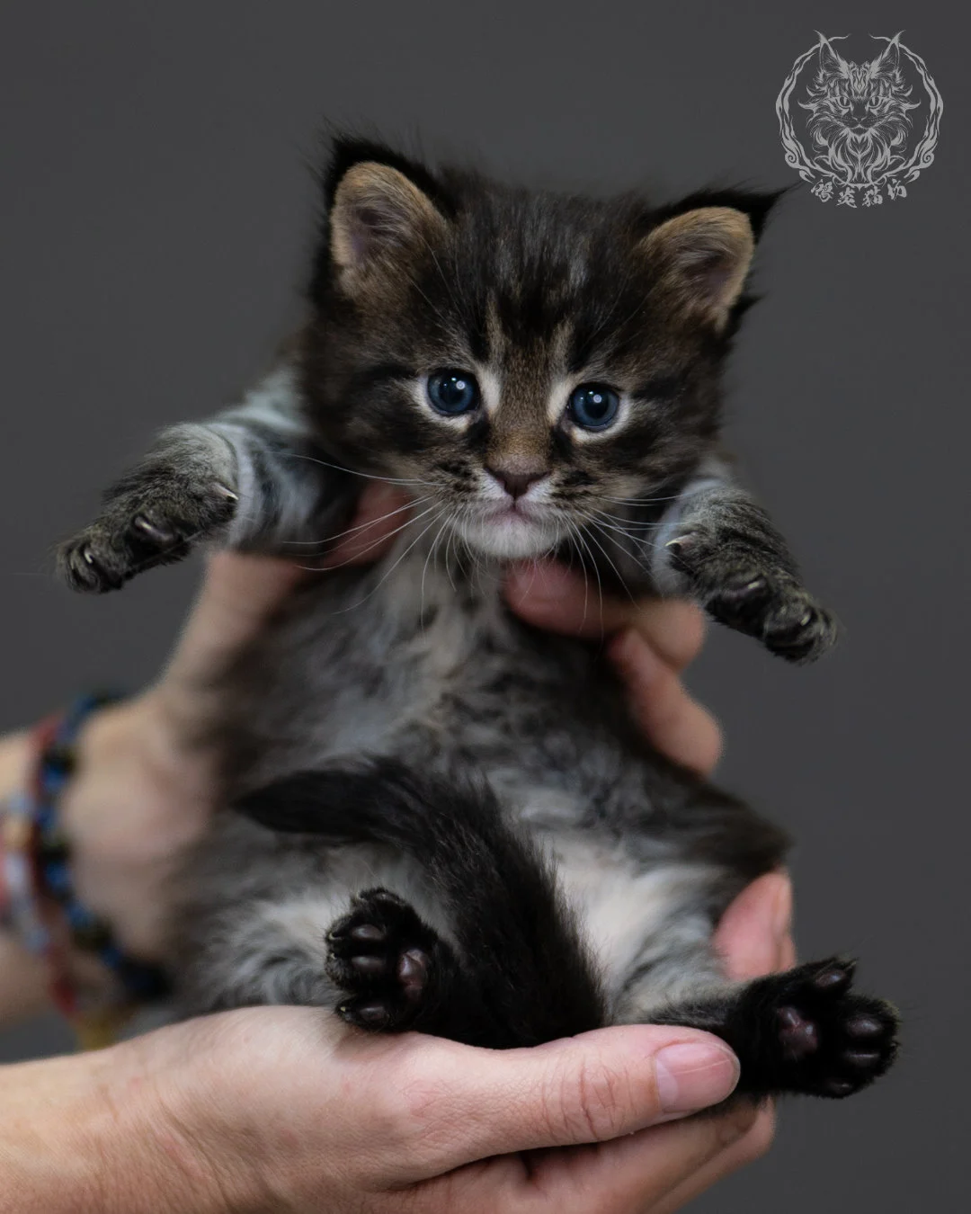 黑棕虎斑 Black Brown Tabby Maine Coon 4weeks 2