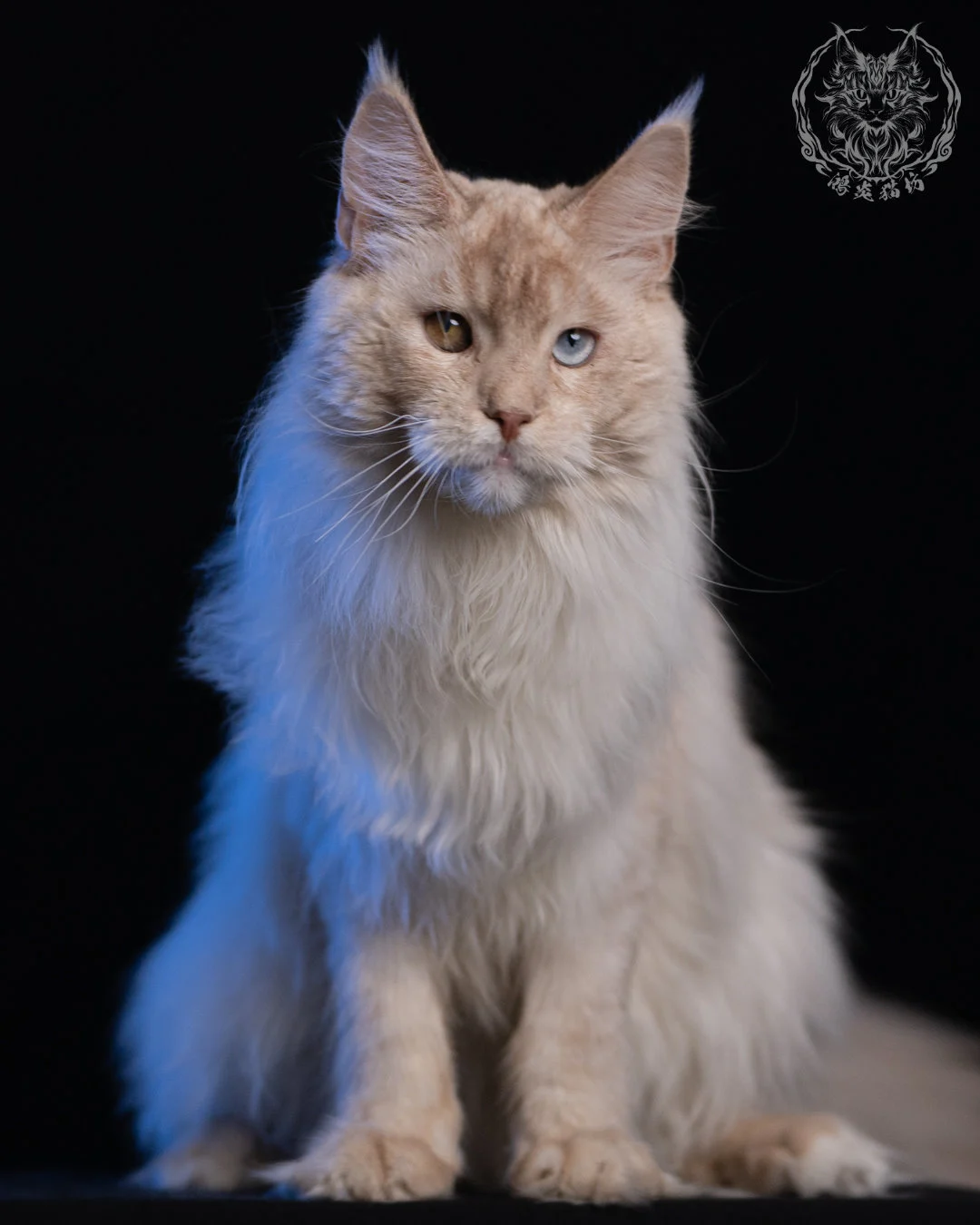 乳高煙緬因貓 Cream High Smoke Maine Coon 9months 2