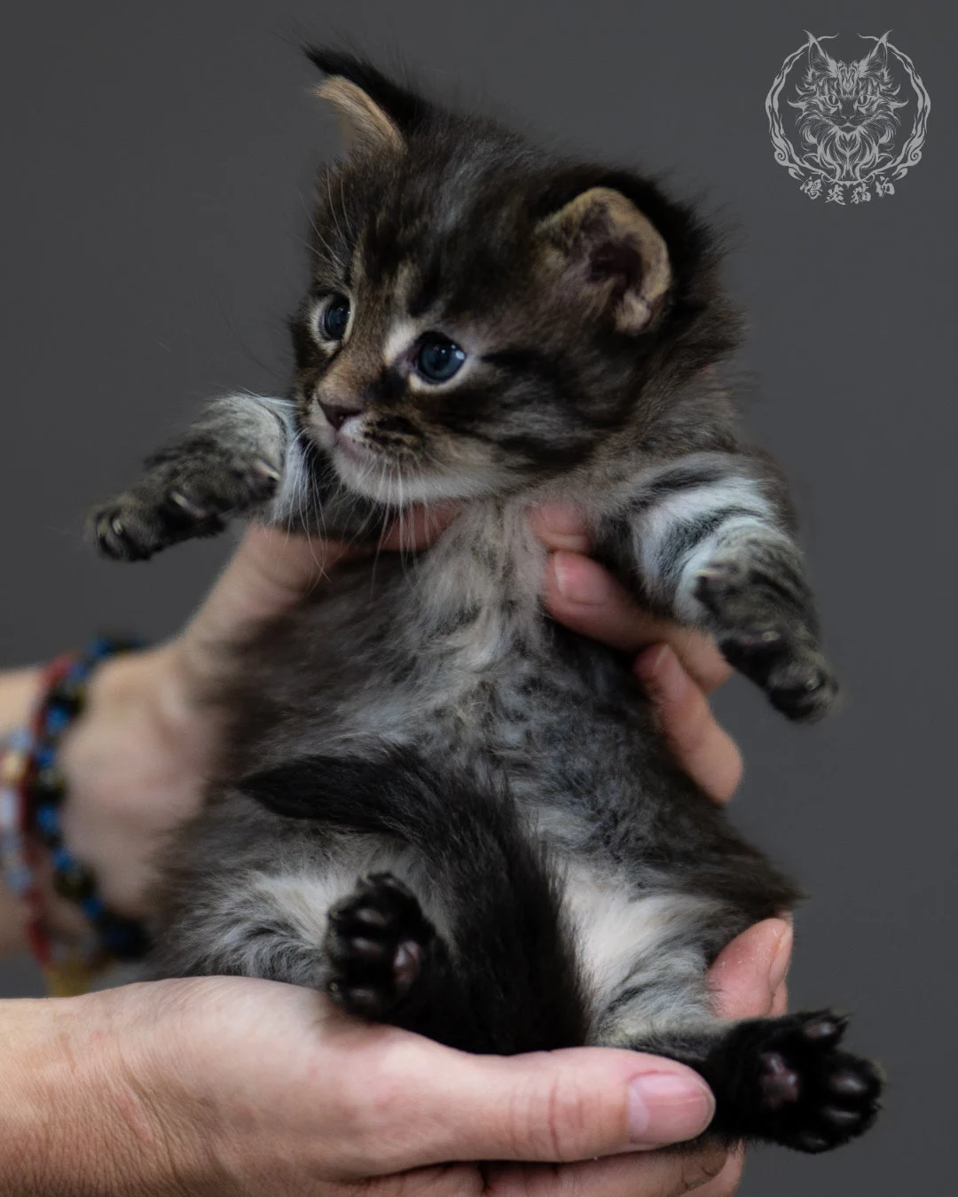 黑棕虎斑 Black Brown Tabby Maine Coon 4weeks 3