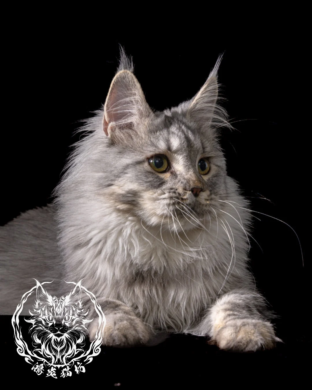 淺銀虎斑緬因貓