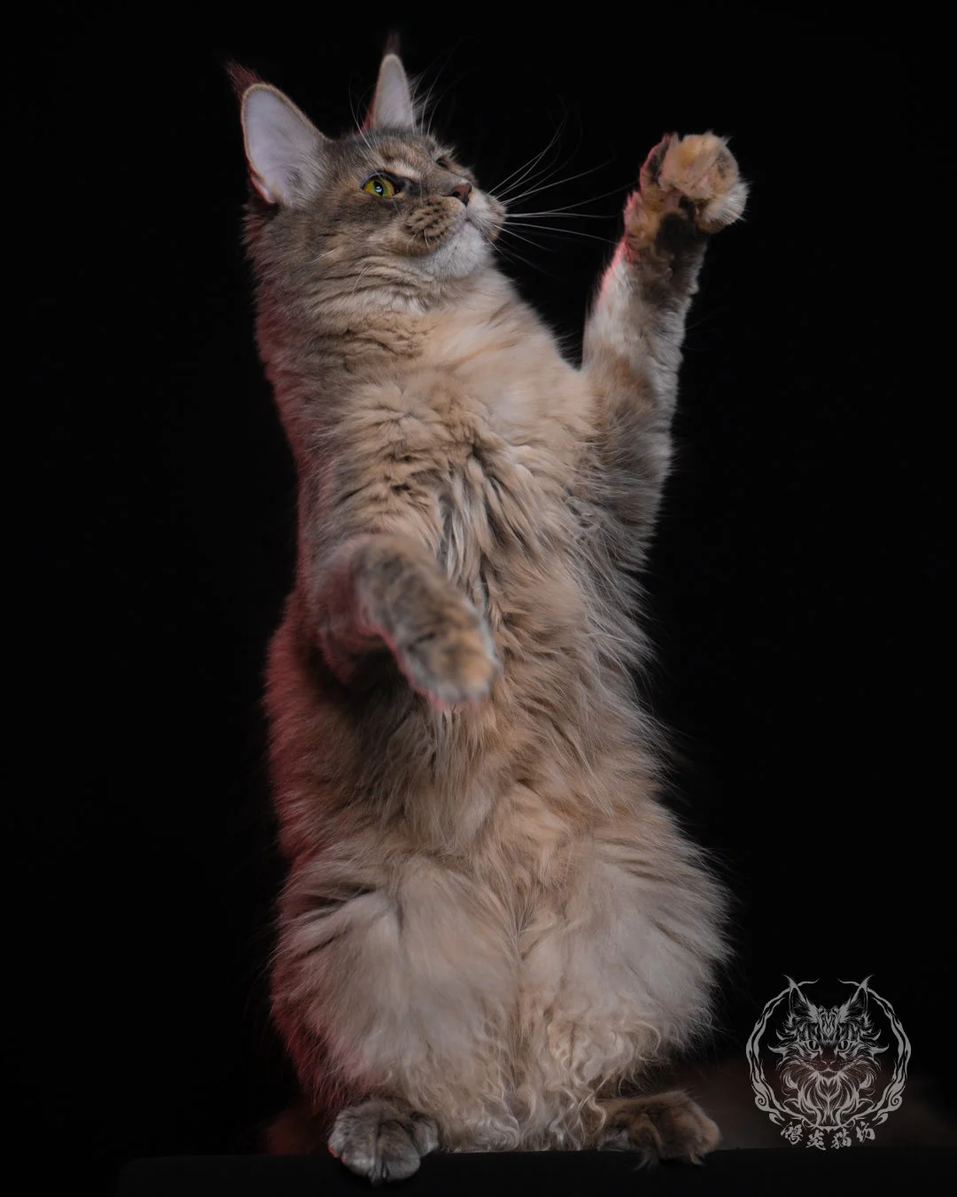 藍乳煙玳帽緬因貓 11 個月前肢高舉的動態照，煙燻毛色與乳色交錯自然，展現緬因貓靈活、好動的魅力。