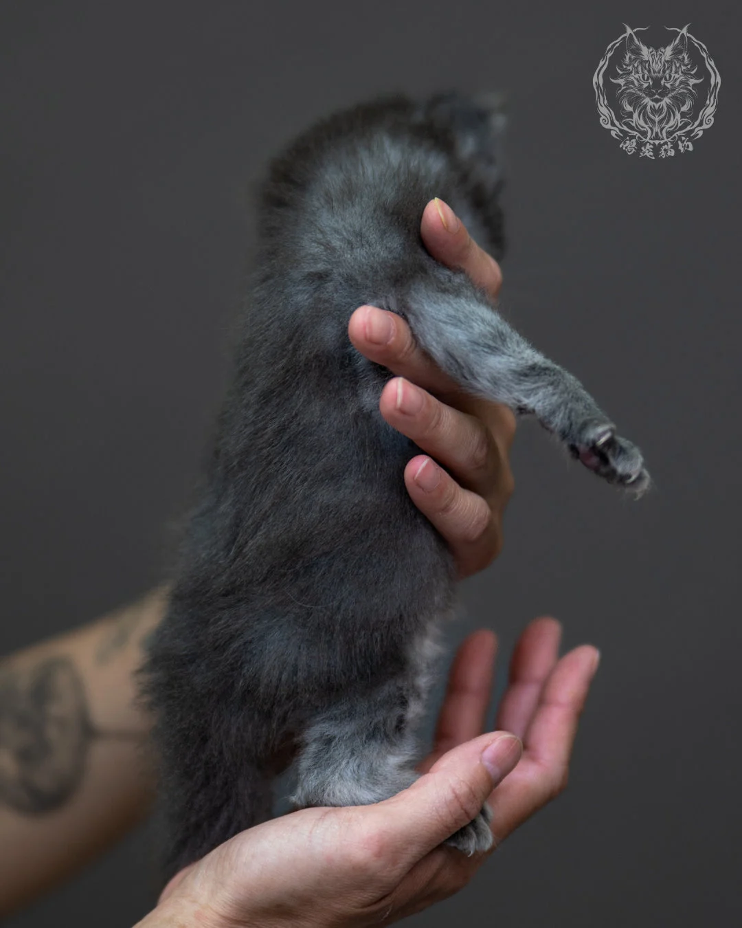 藍銀虎斑 Blue Silver Tabby Maine Coon 4weeks 11