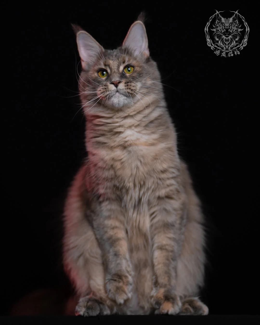 藍乳煙玳帽緬因貓 11 個月成貓正面坐姿，乳色與藍灰交織的煙燻毛色柔和自然，眼神專注，呈現典型緬因貓穩定氣質。