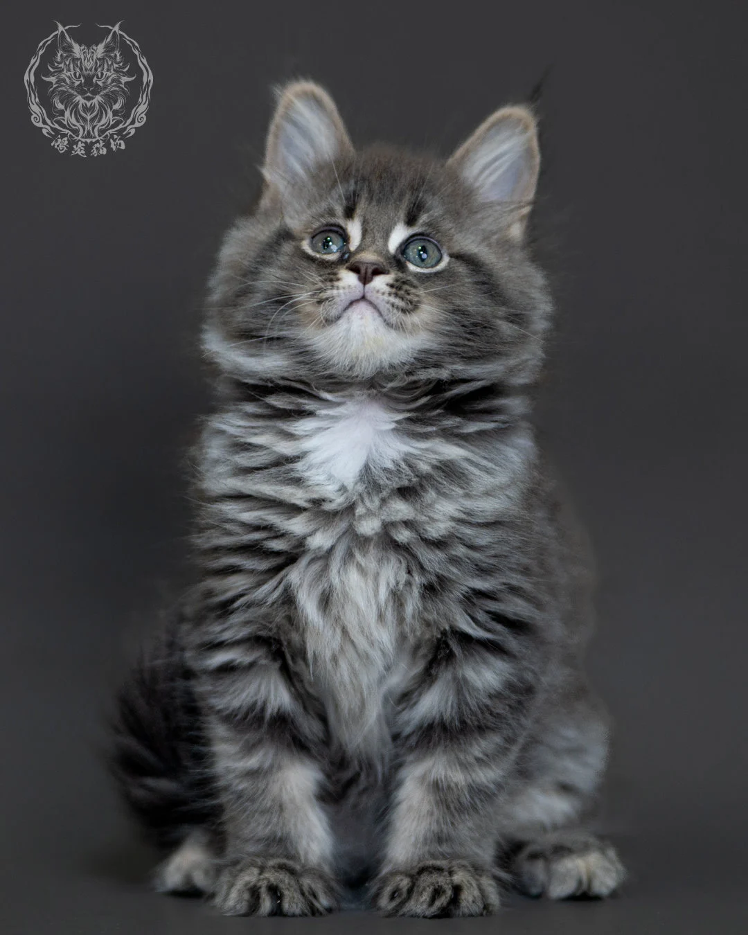 藍銀虎斑 Blue Silver Tabby Maine Coon 2months 13