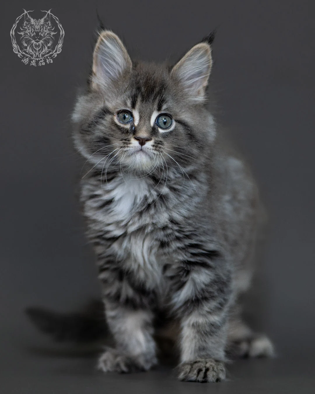 藍銀虎斑 Blue Silver Tabby Maine Coon 2months 1