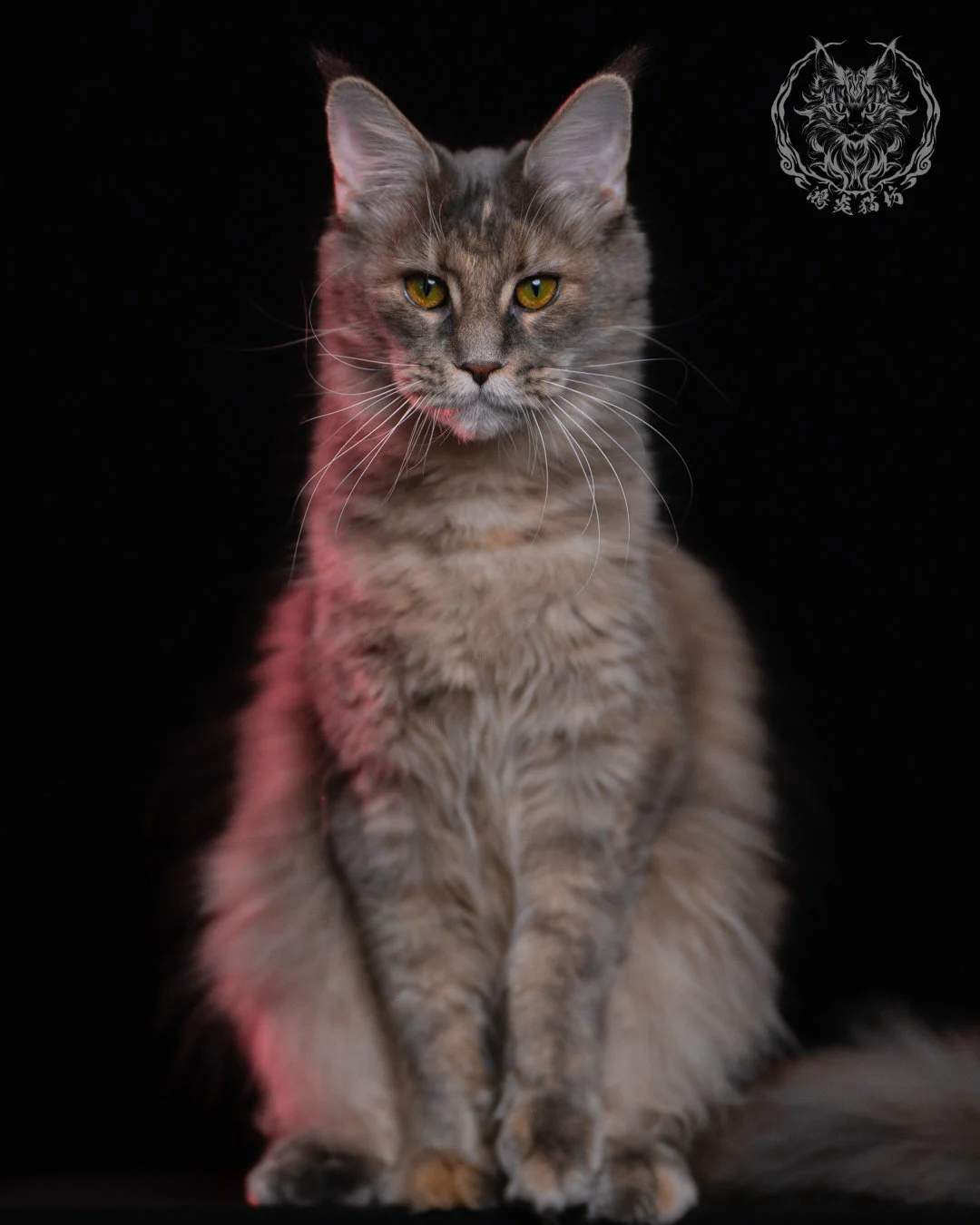 藍乳煙玳帽緬因貓 11 個月成貓正面坐姿，玳帽層次與乳色煙燻毛量明顯，金黃眼神在黑色背景下更顯立體，是鴻炎貓坊 TICA 認證的高品質緬因貓。
