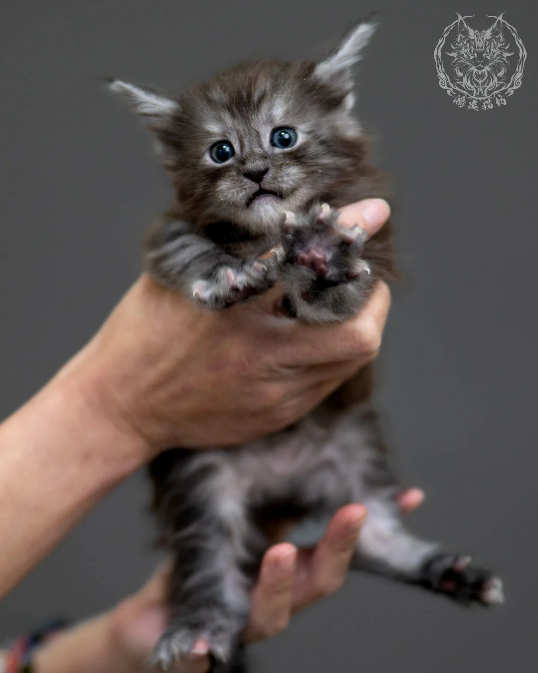 黑銀虎斑 Black Silver Tabby Maine Coon 4weeks 9