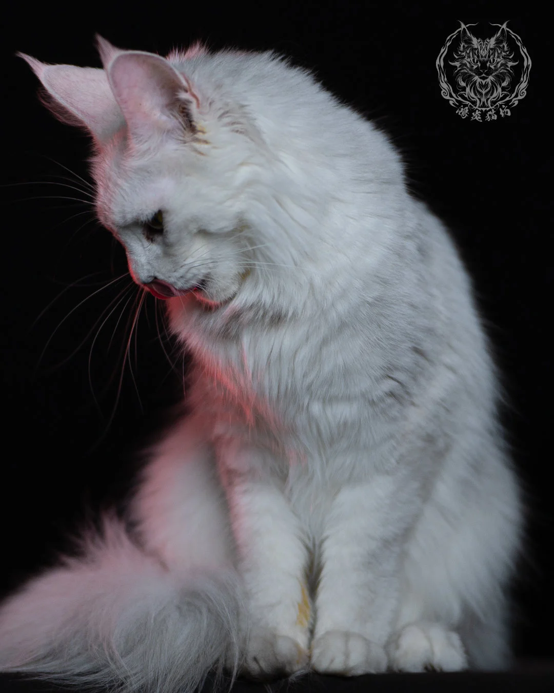 黑銀陰影緬因貓 Black Silver Shaded Maine Coon 1year 15