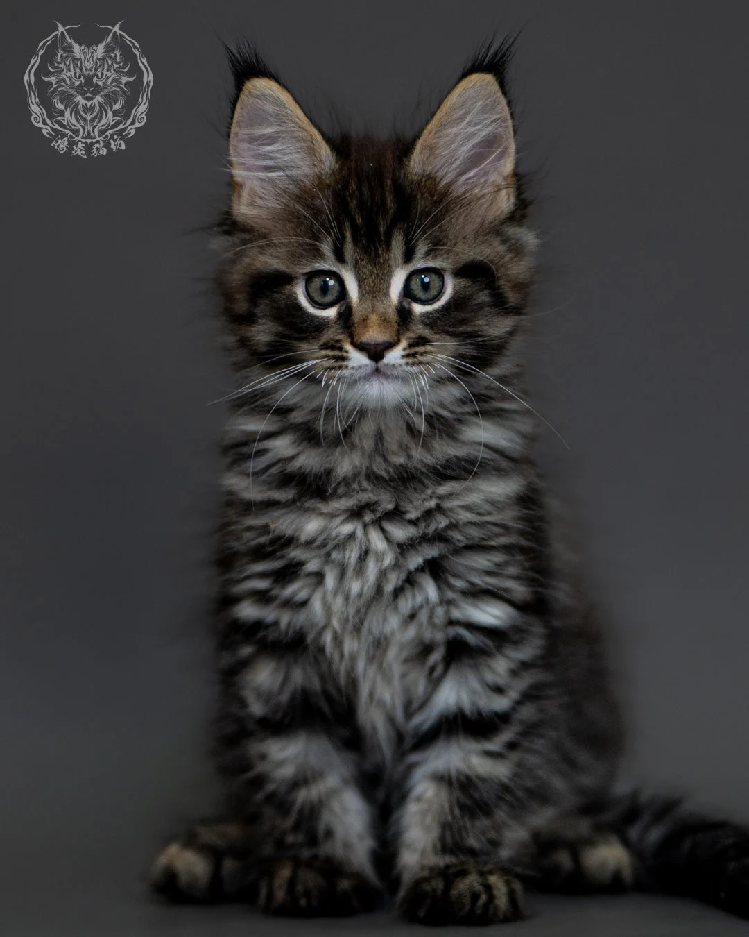 棕虎斑 Brown Tabby Maine Coon 2months 8