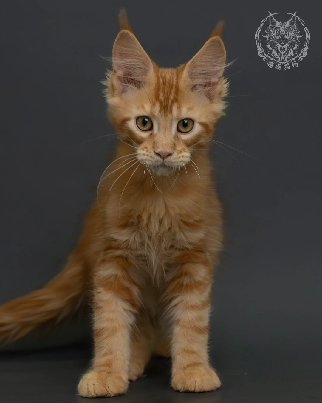 紅虎斑緬因貓 1