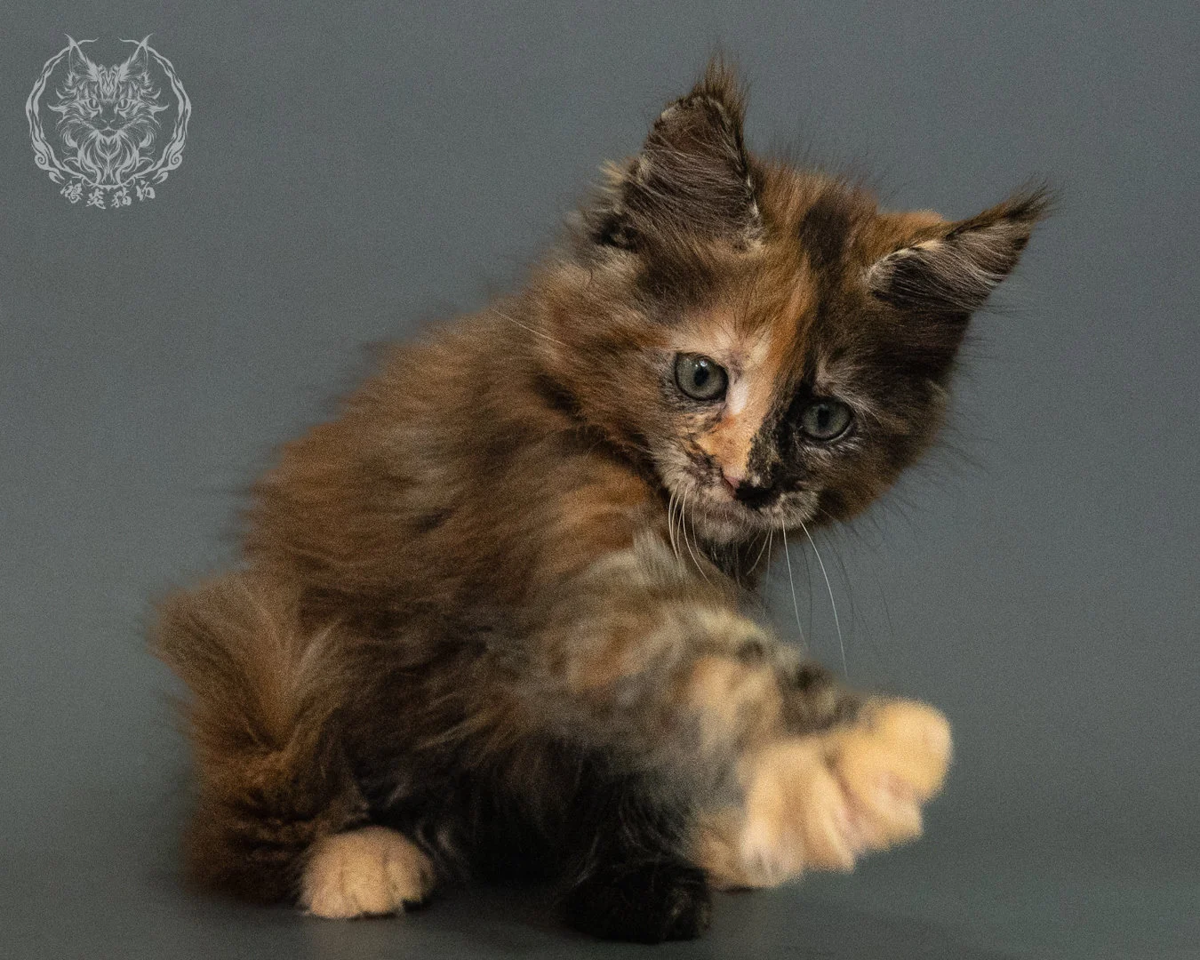 玳帽 Tortie Maine Coon 2months 19