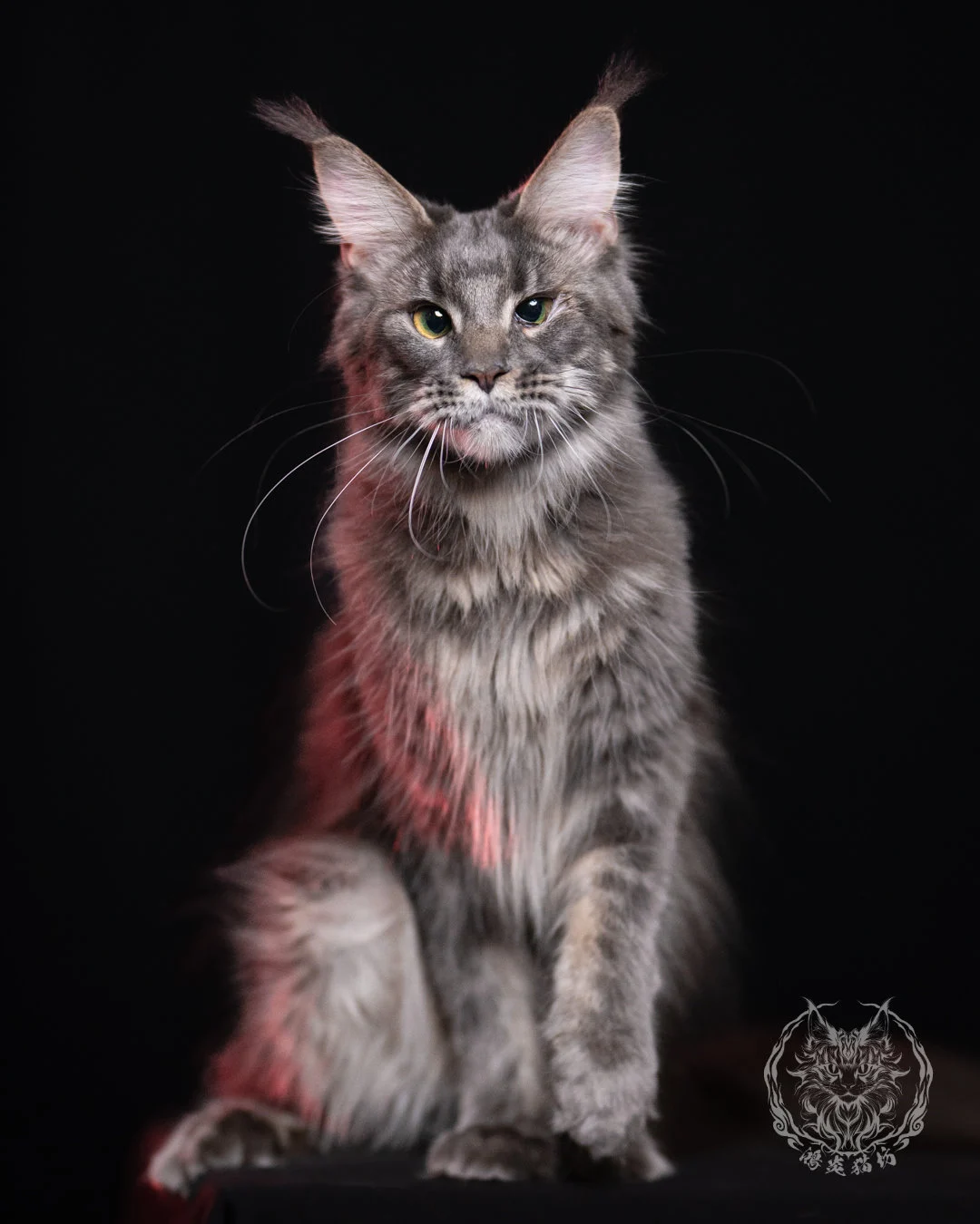 Blue Tabby Maine Coon 11months Cattery Taichung 1