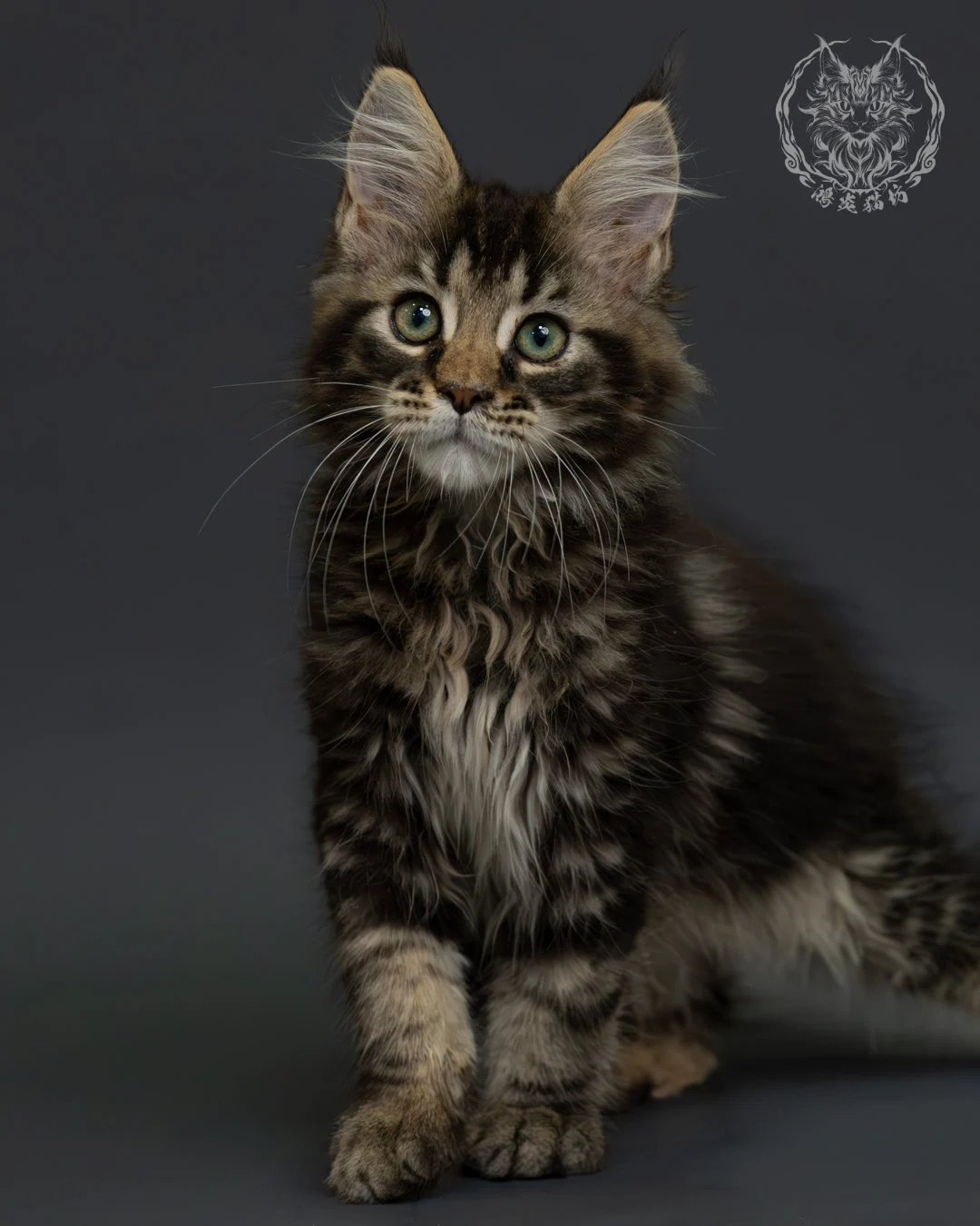 棕虎斑緬因貓 3