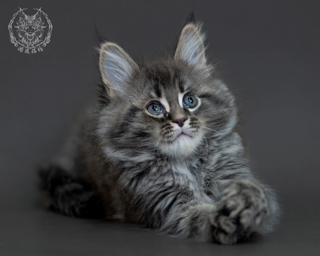 藍銀虎斑 Blue Silver Tabby Maine Coon 2months 21