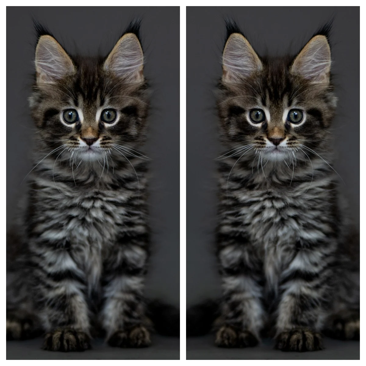 黑棕虎斑緬因貓