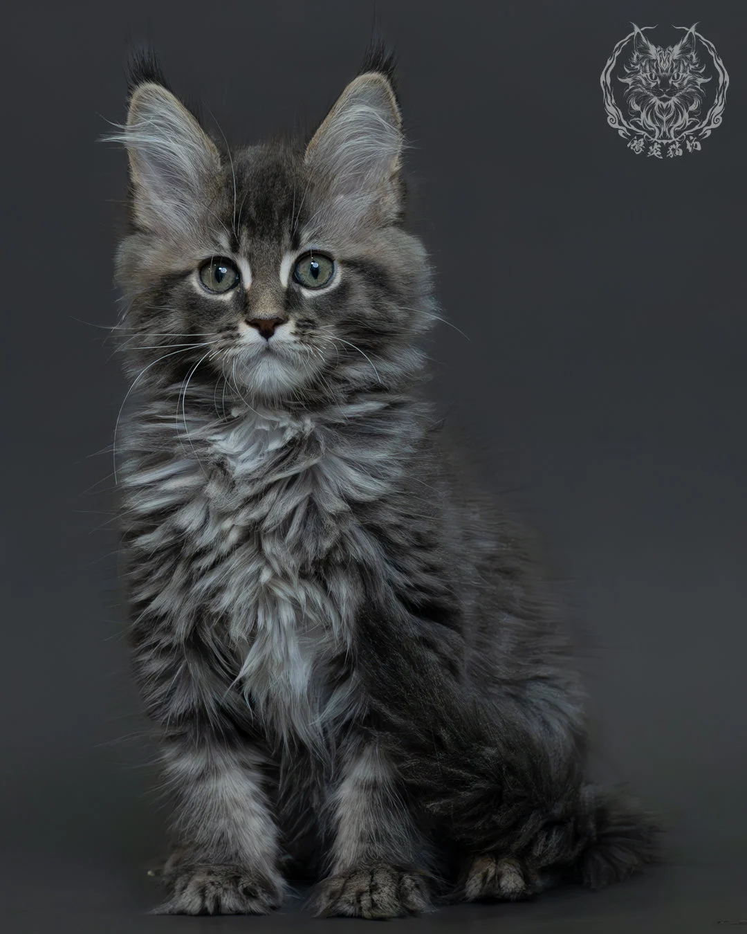 藍銀虎斑緬因貓 1