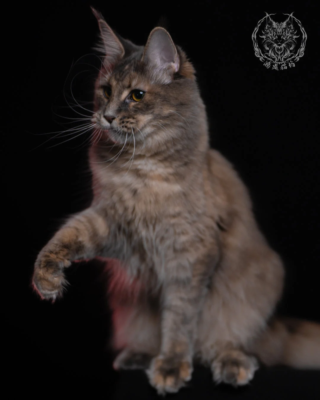 藍乳煙玳帽緬因貓 11 個月抬爪凝視遠方的姿態，胸腹蓬鬆毛量豐厚，完整呈現其穩定骨架與典型緬因貓氣質。