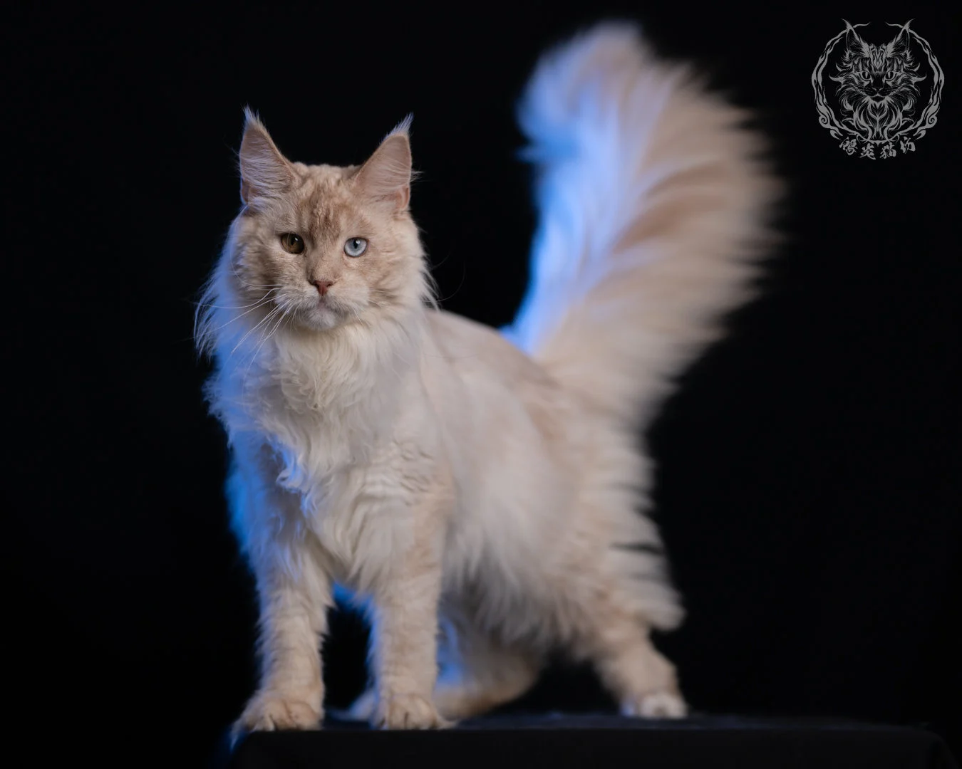乳高煙緬因貓 Cream High Smoke Maine Coon 9months 34