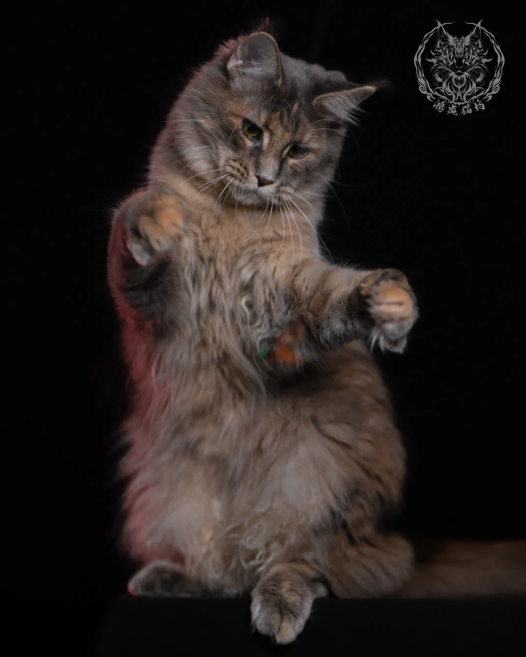 藍乳煙玳帽緬因貓 11 個月側坐微笑表情，乳色與藍灰煙燻層次溫和自然，展現緬因貓優雅沉穩的外貌特徵。