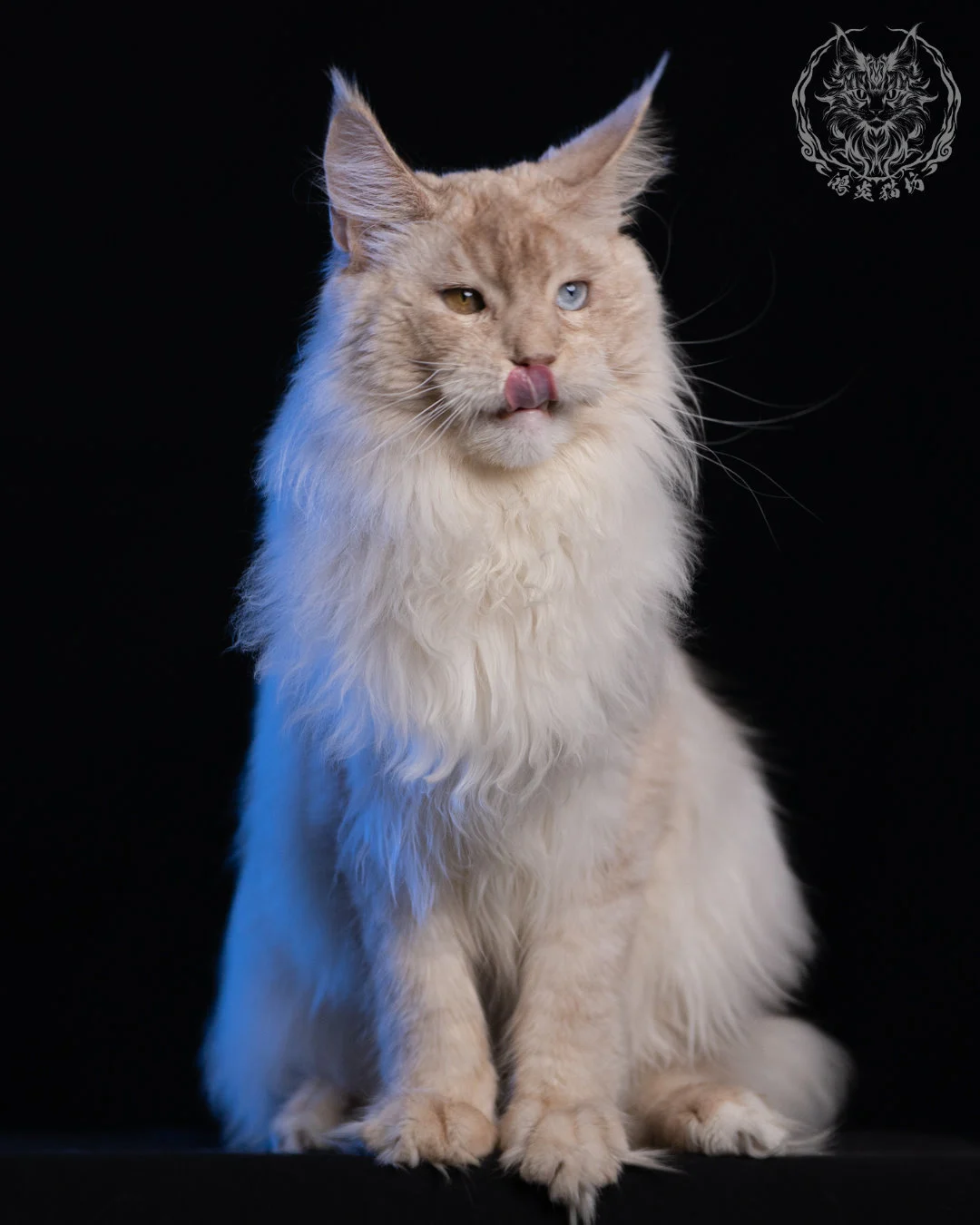 乳高煙緬因貓 Cream High Smoke Maine Coon 9months 7