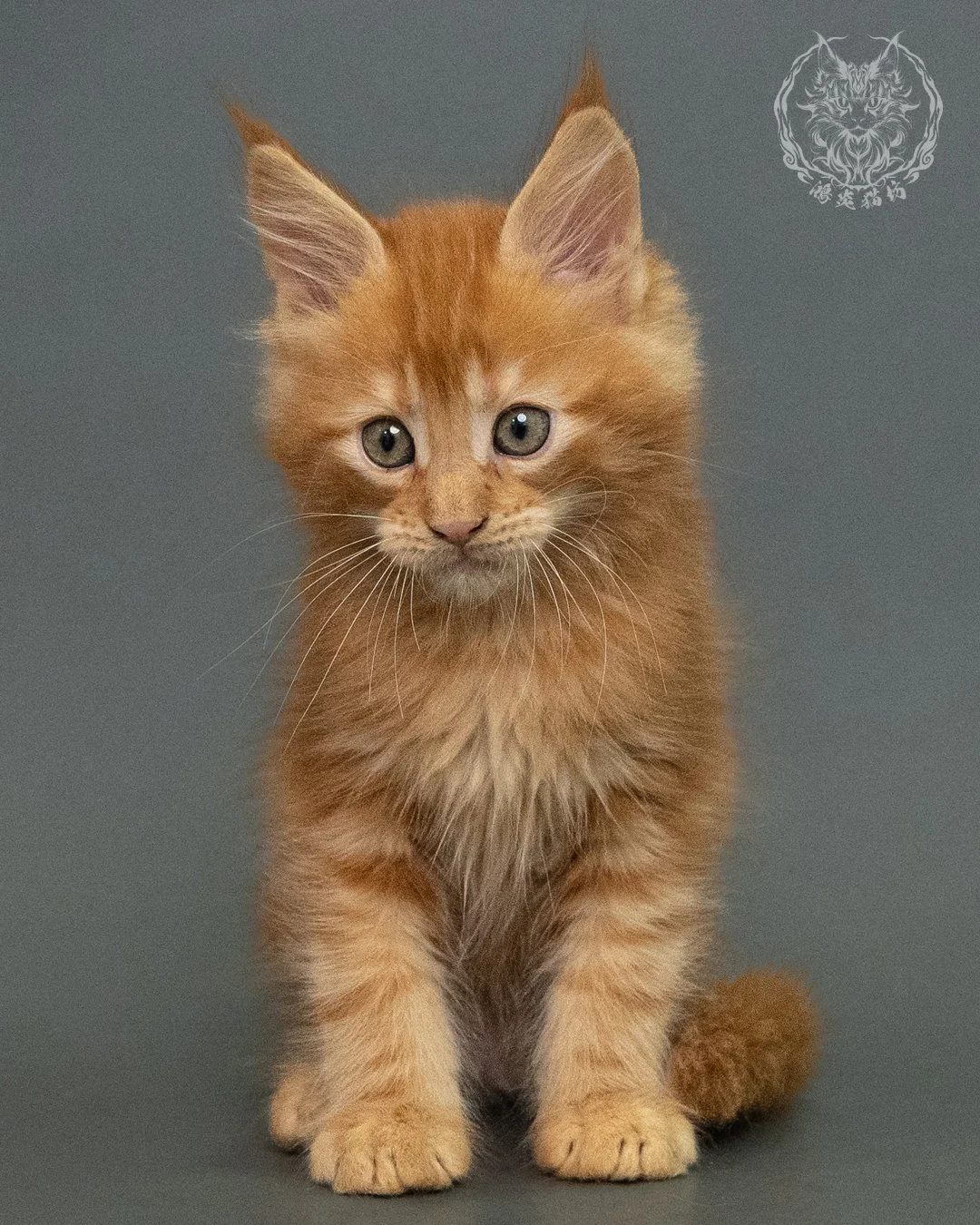 紅虎斑 Red Tabby Maine Coon 2months 15
