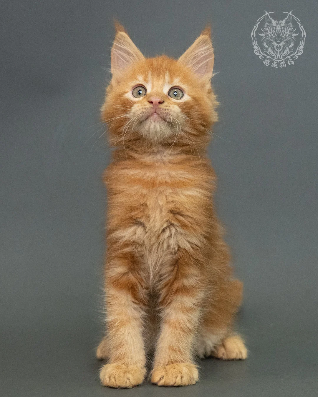 紅虎斑 Red Tabby Maine Coon 2months 3