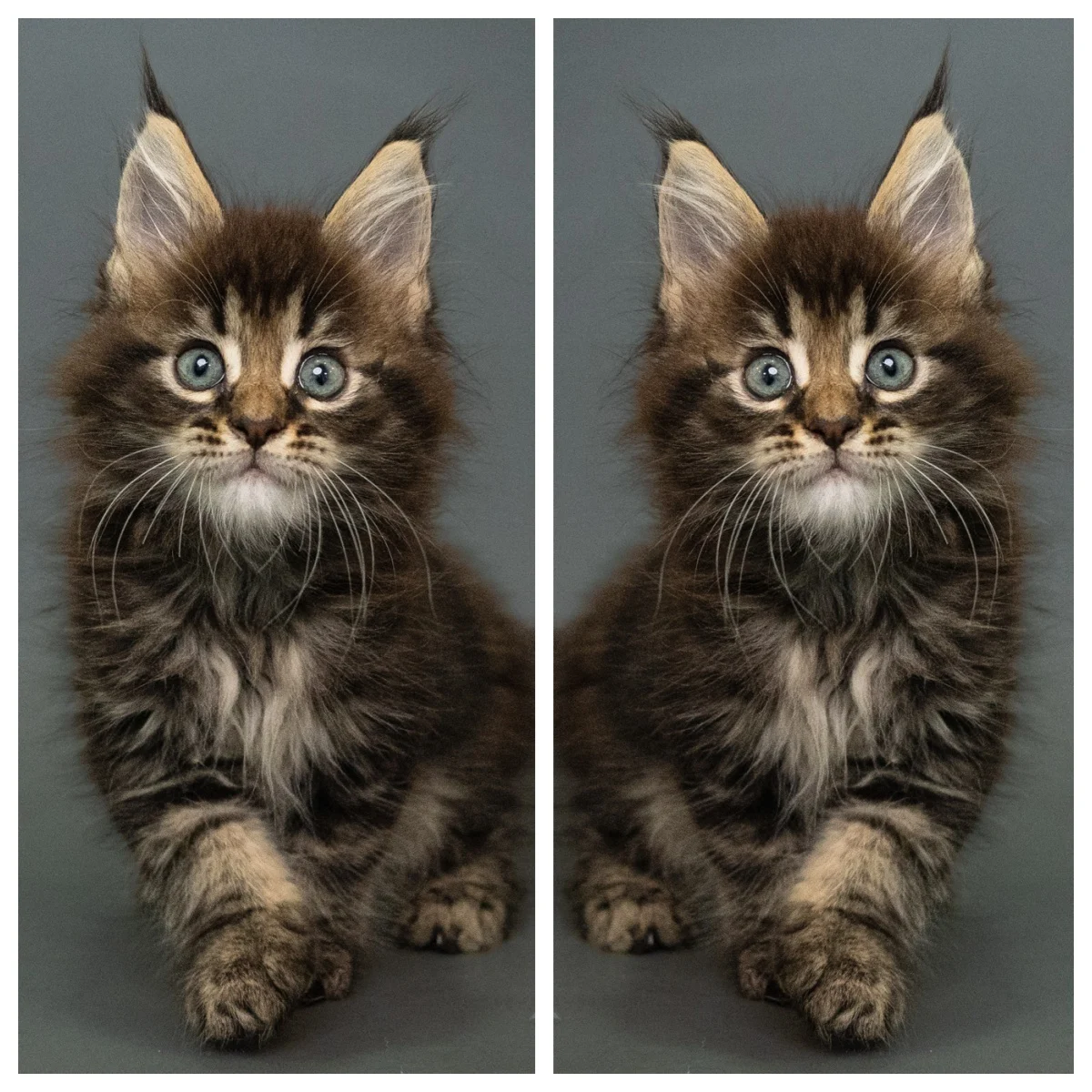 黑棕虎斑緬因貓