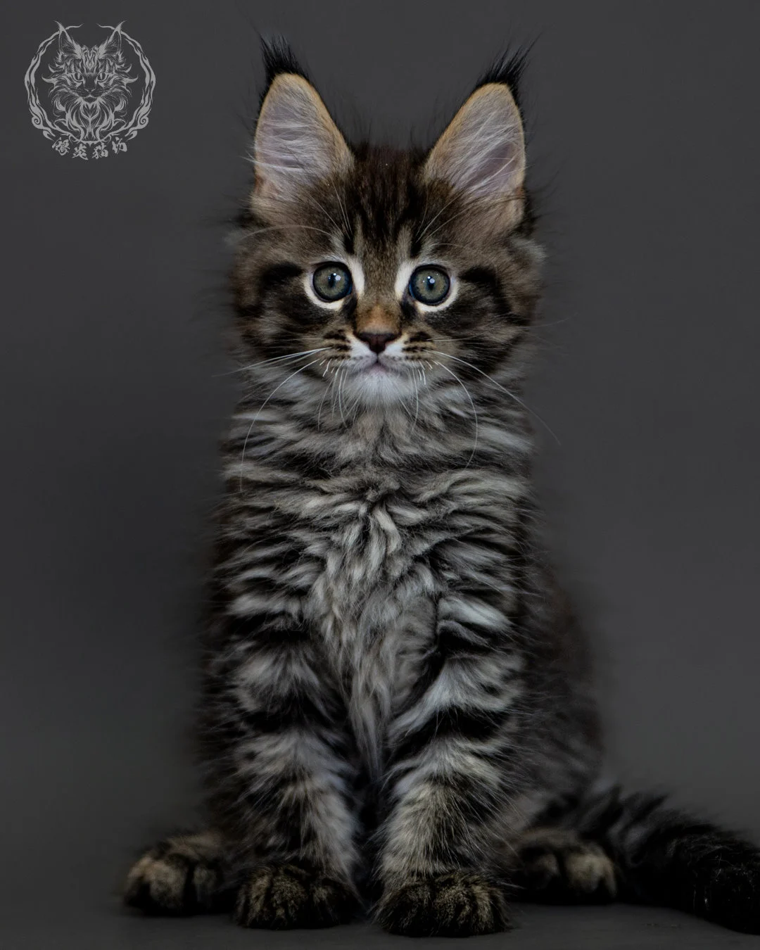 棕虎斑 Brown Tabby Maine Coon 2months 7