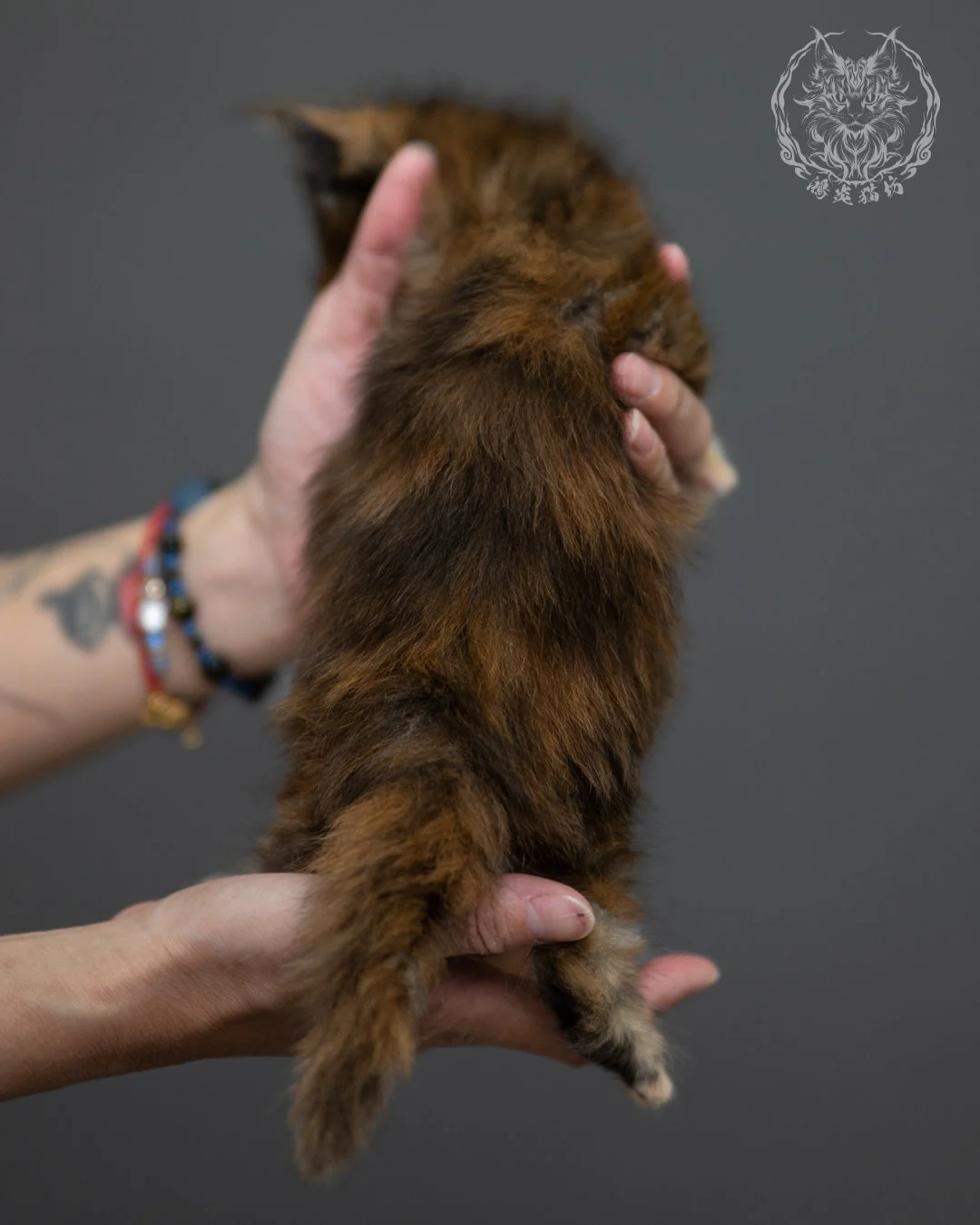 玳帽 Tortoiseshell Maine Coon 4weeks 5