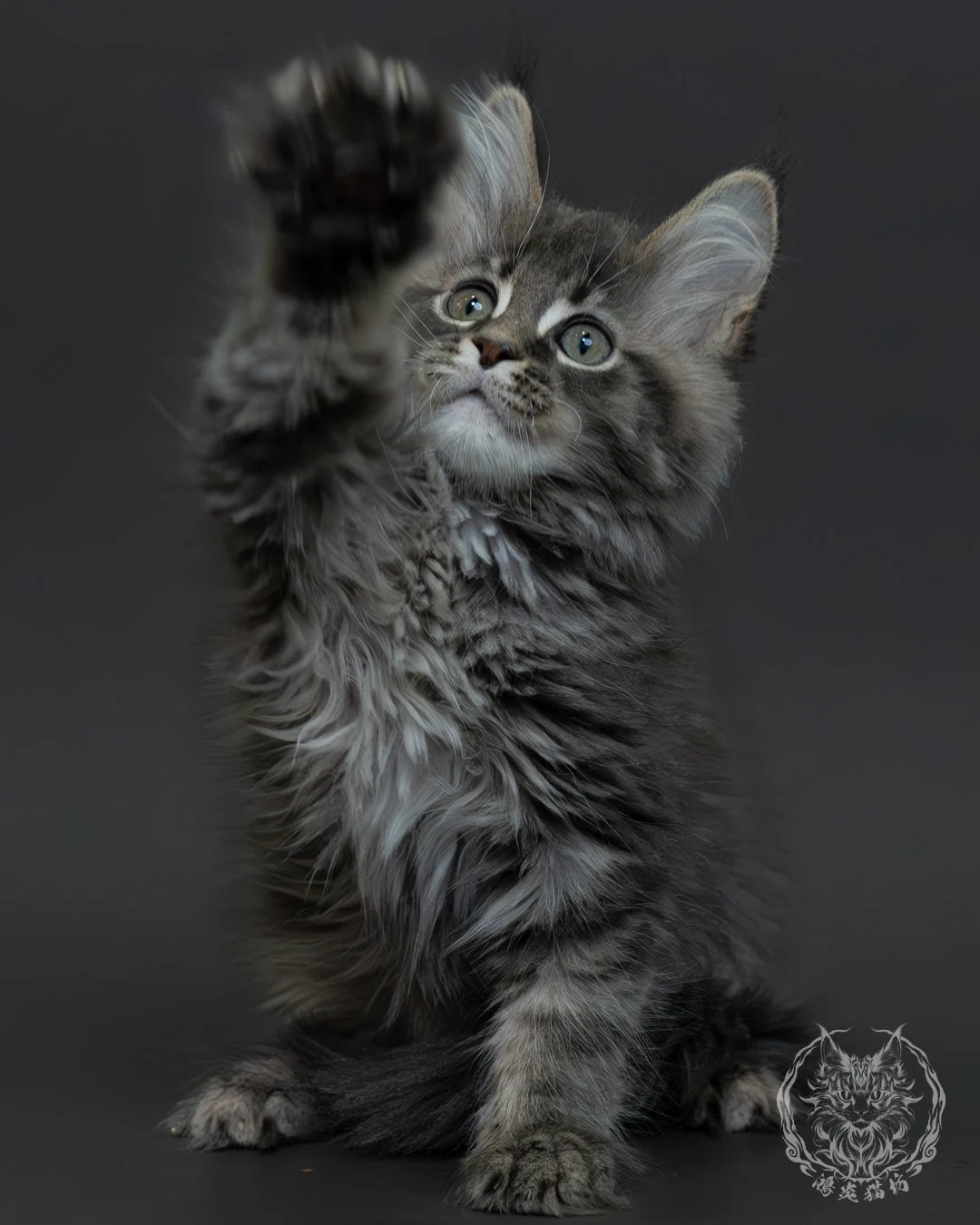 藍銀虎斑緬因貓 2