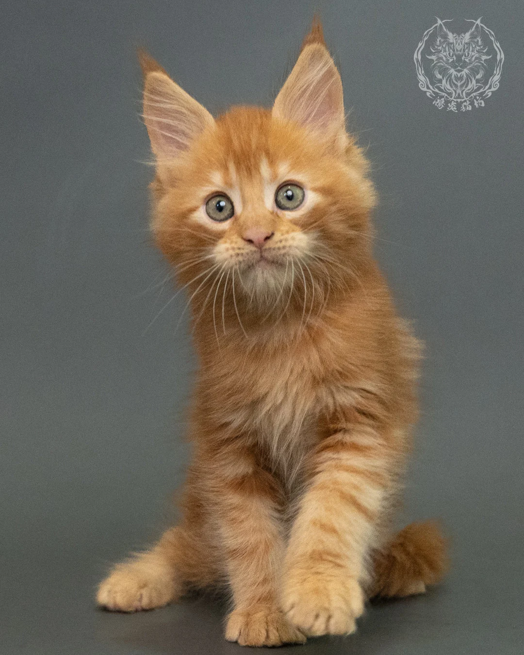 紅虎斑 Red Tabby Maine Coon 2months 22