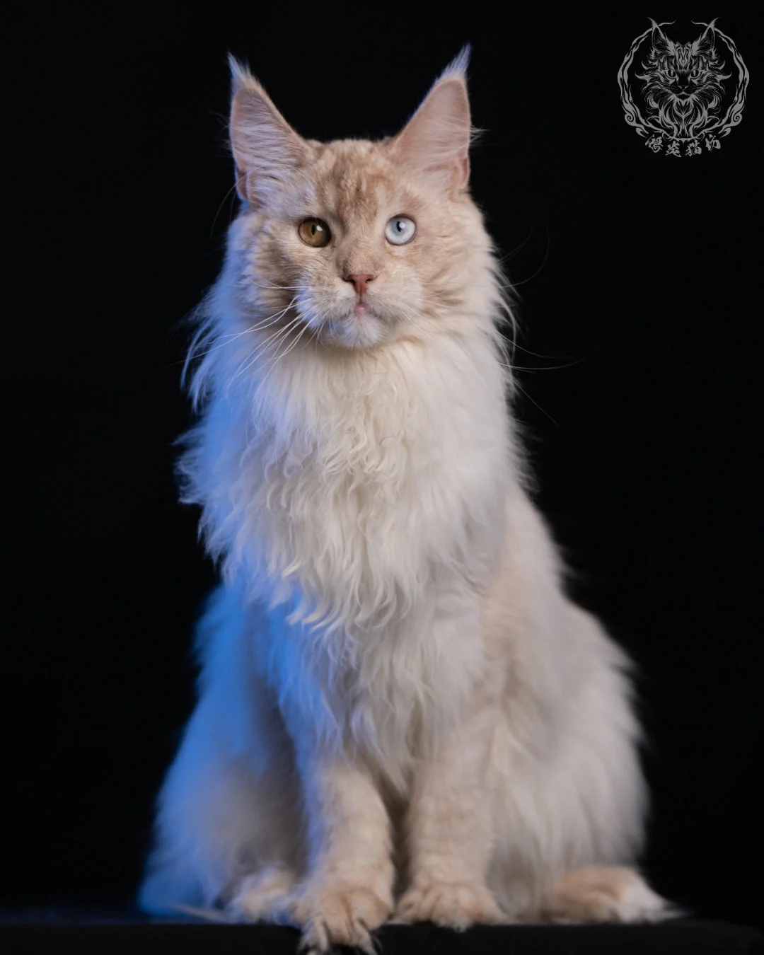 乳高煙緬因貓 Cream High Smoke Maine Coon 9months 14