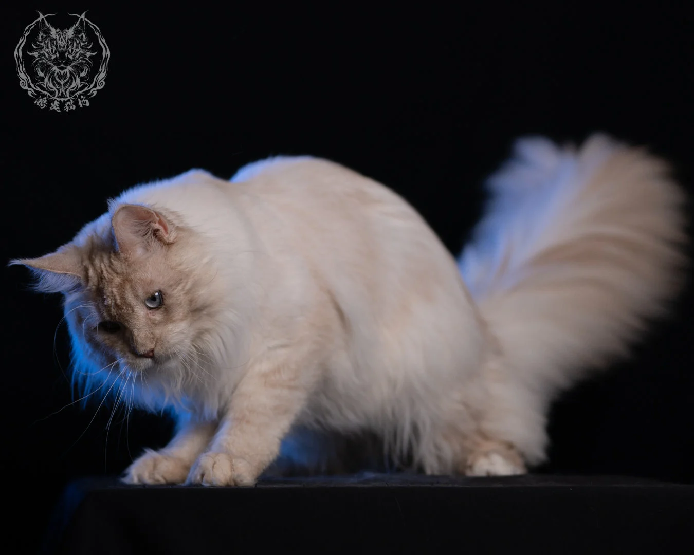 乳高煙緬因貓 Cream High Smoke Maine Coon 9months 32