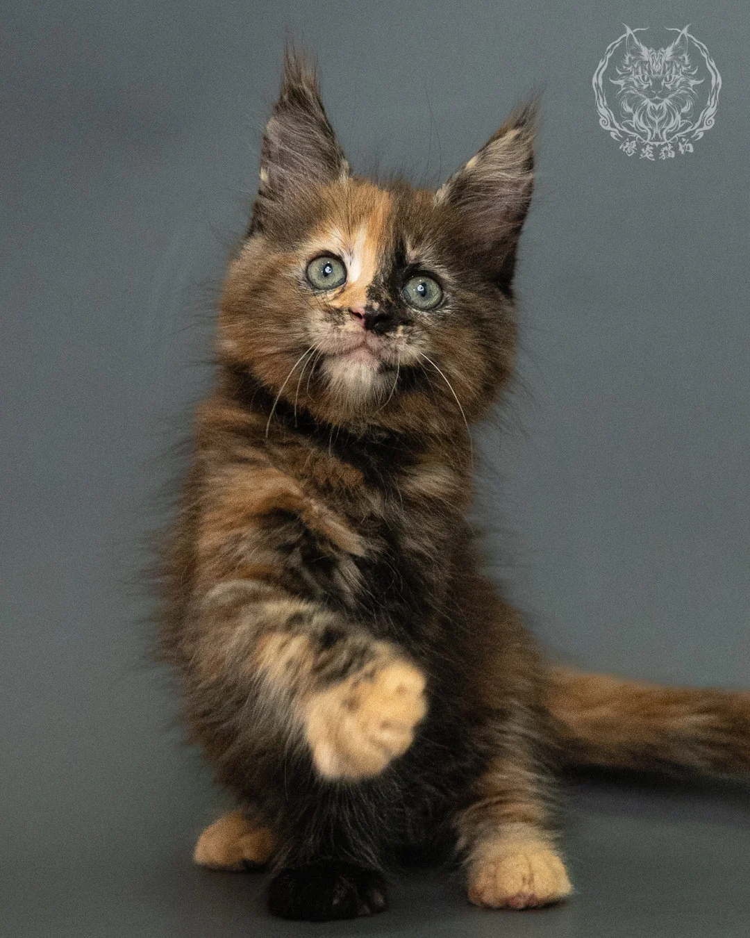 玳帽 Tortie Maine Coon 2months 14