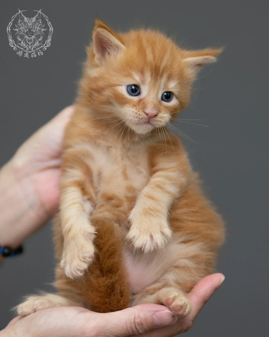 紅虎斑 Red Tabby Maine Coon 4weeks 9