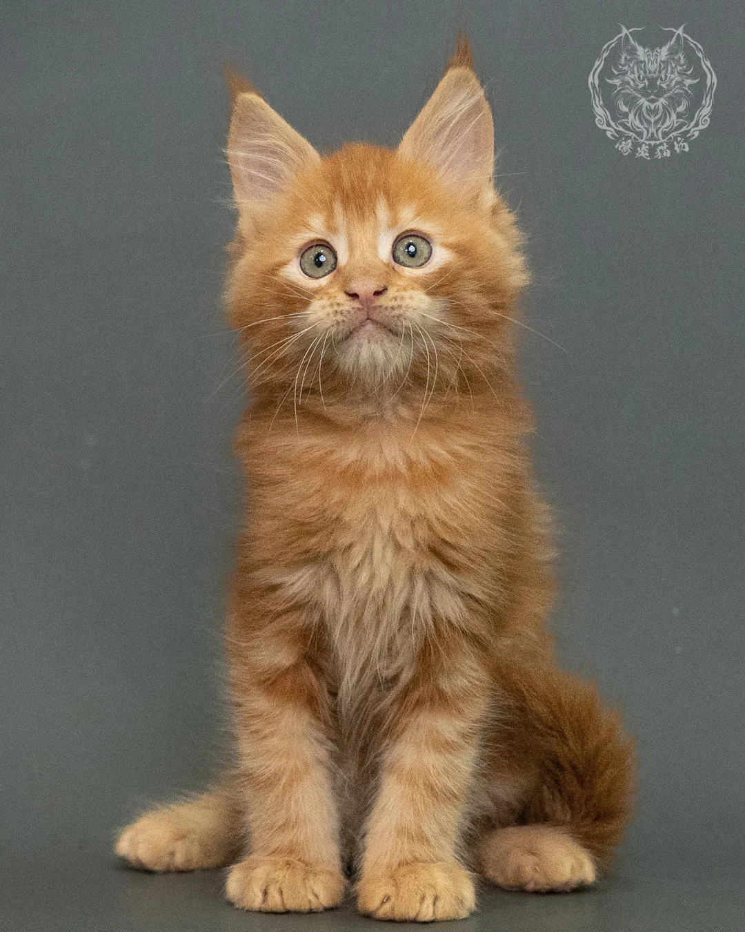 紅虎斑 Red Tabby Maine Coon 2months 18