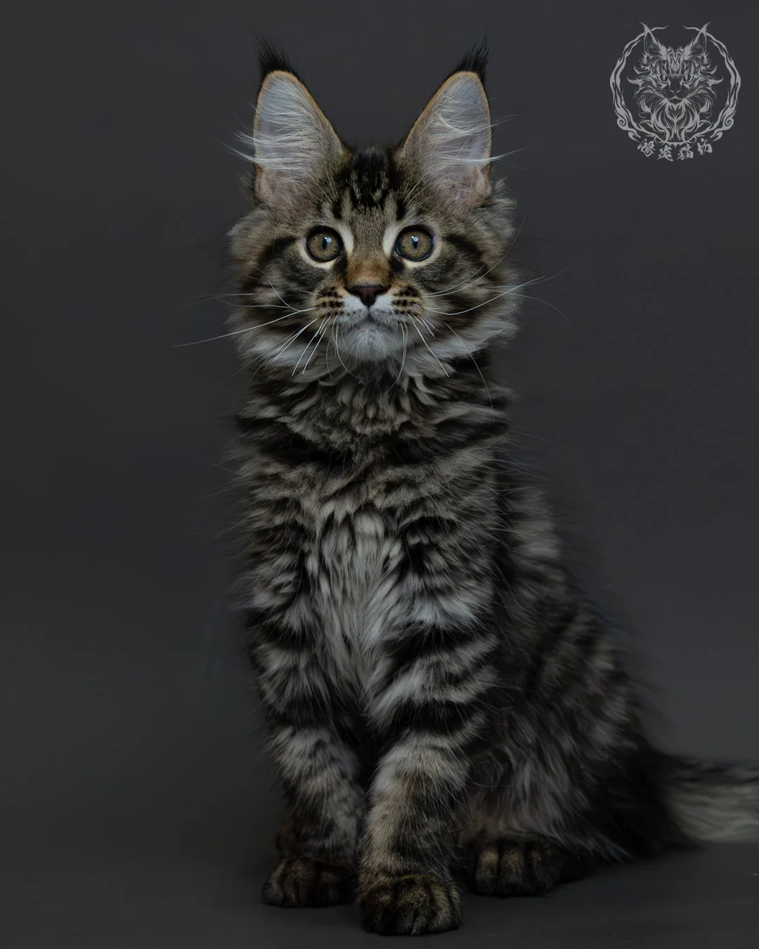 黑棕虎斑緬因貓 1