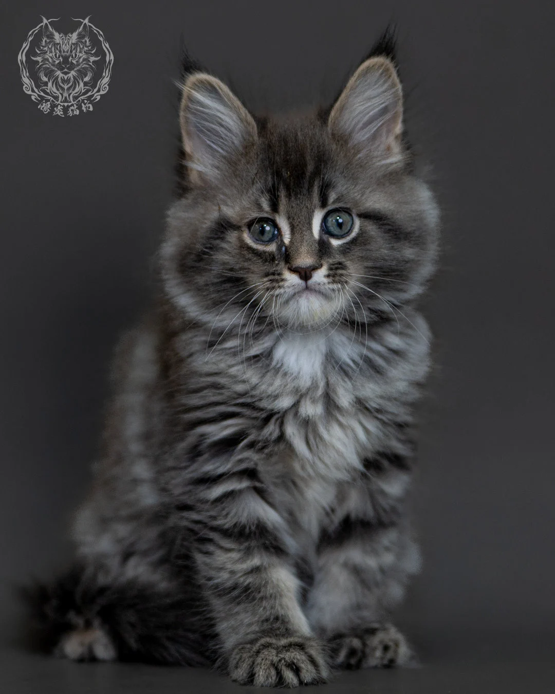 藍銀虎斑 Blue Silver Tabby Maine Coon 2months 8