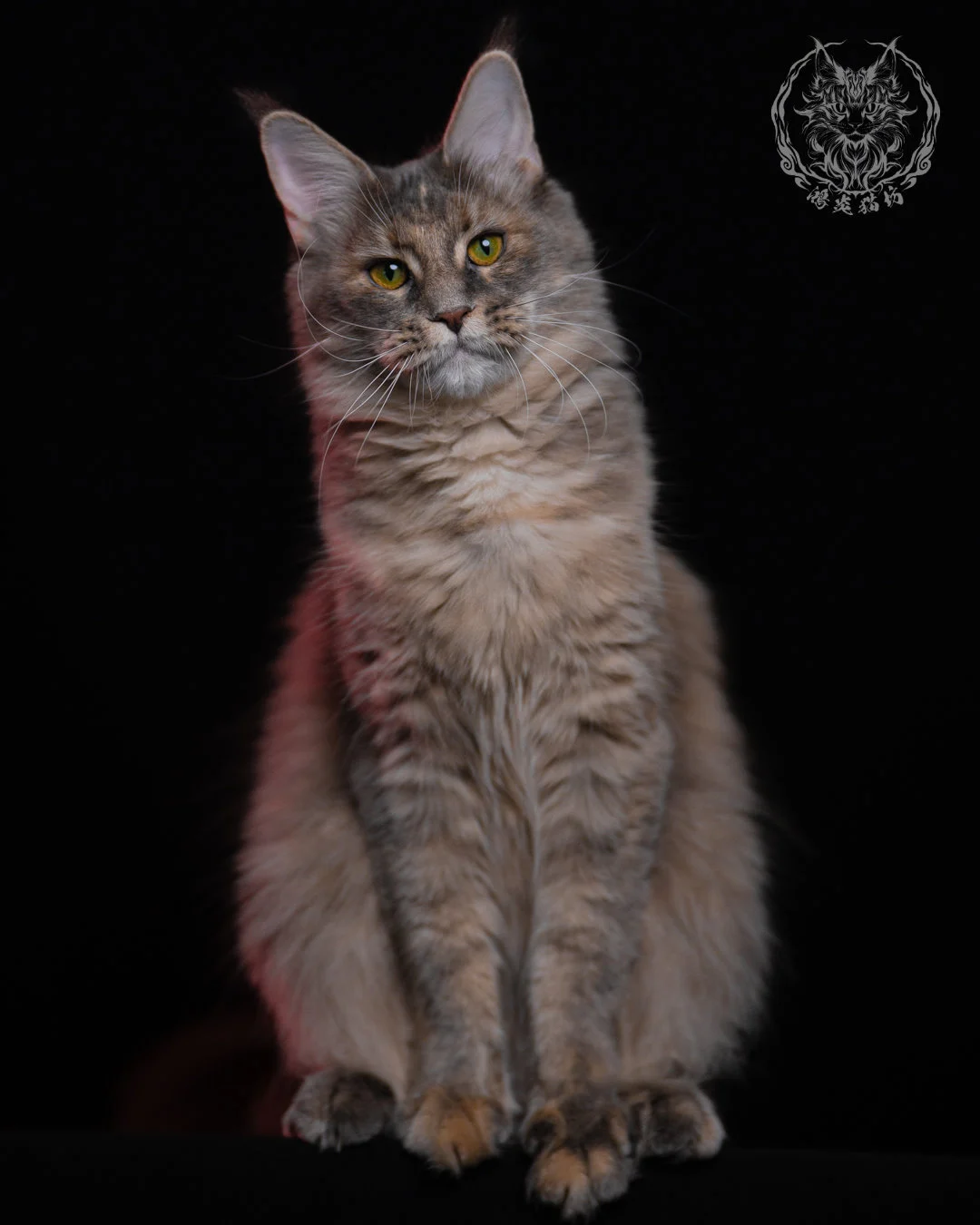 藍乳煙玳帽緬因貓 11 個月優雅坐姿，五官立體、毛色柔和，左側暖光讓煙燻毛色更具層次感，是鴻炎貓坊代表性成貓形象照。