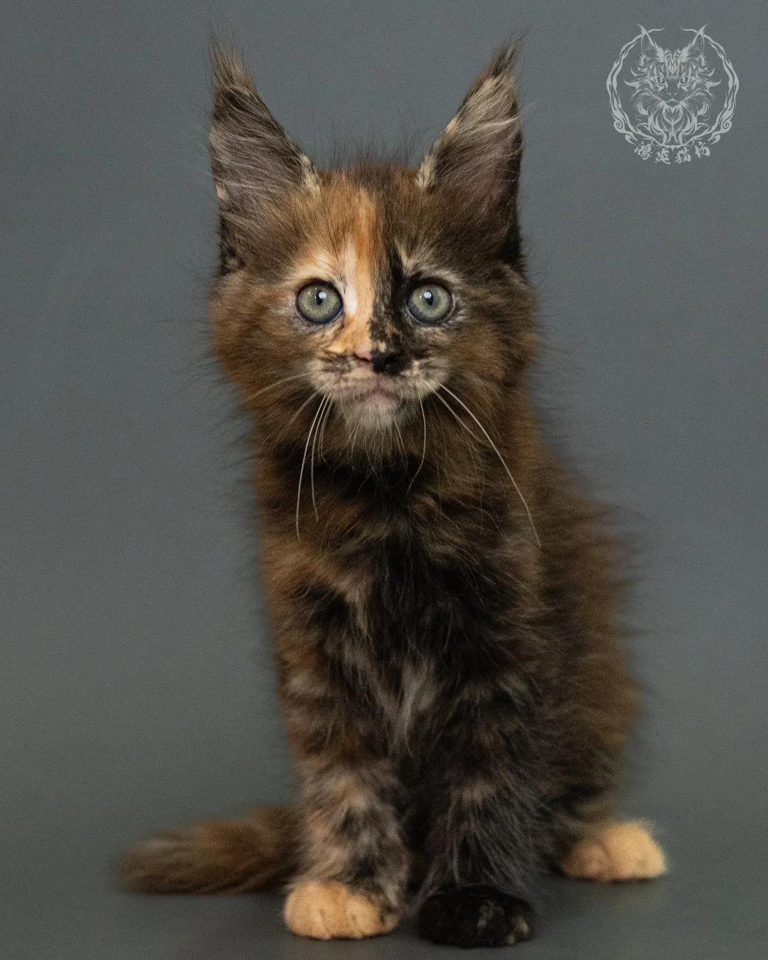 玳帽 Tortie Maine Coon 2months 2