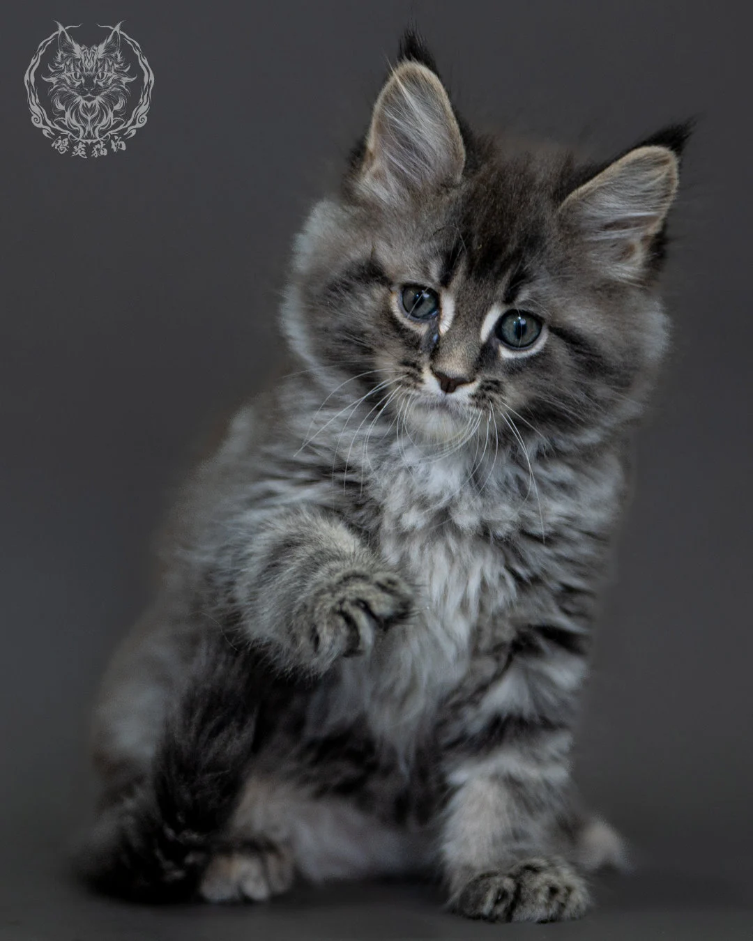 藍銀虎斑 Blue Silver Tabby Maine Coon 2months 14