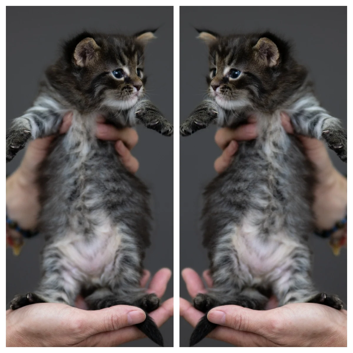 黑棕虎斑緬因貓