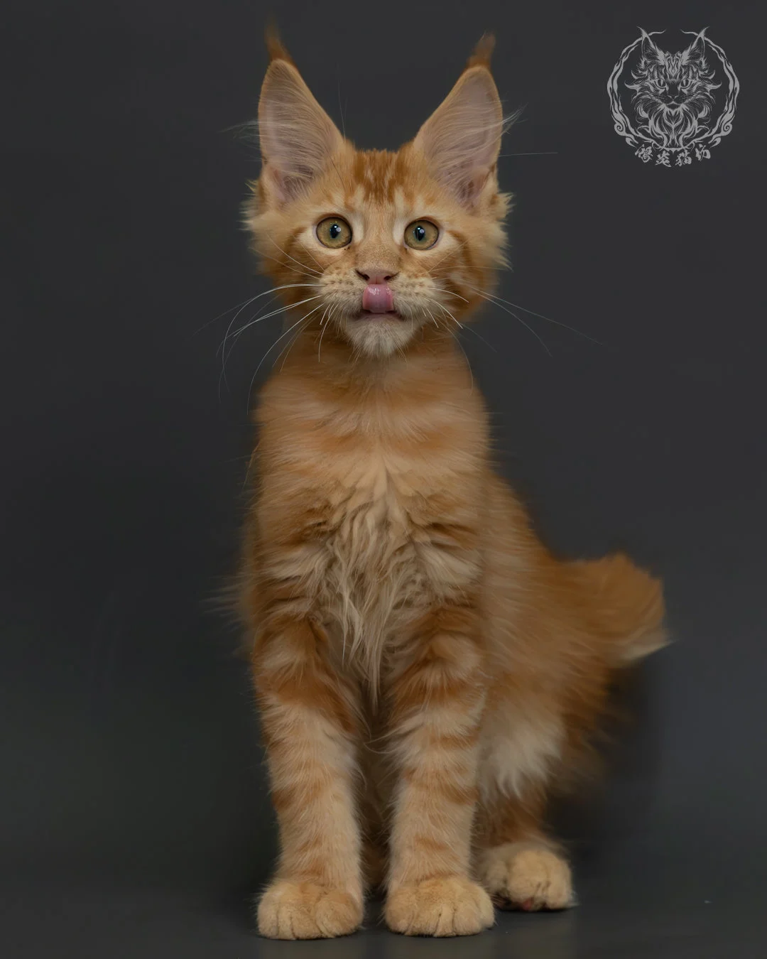 紅虎斑緬因貓 9