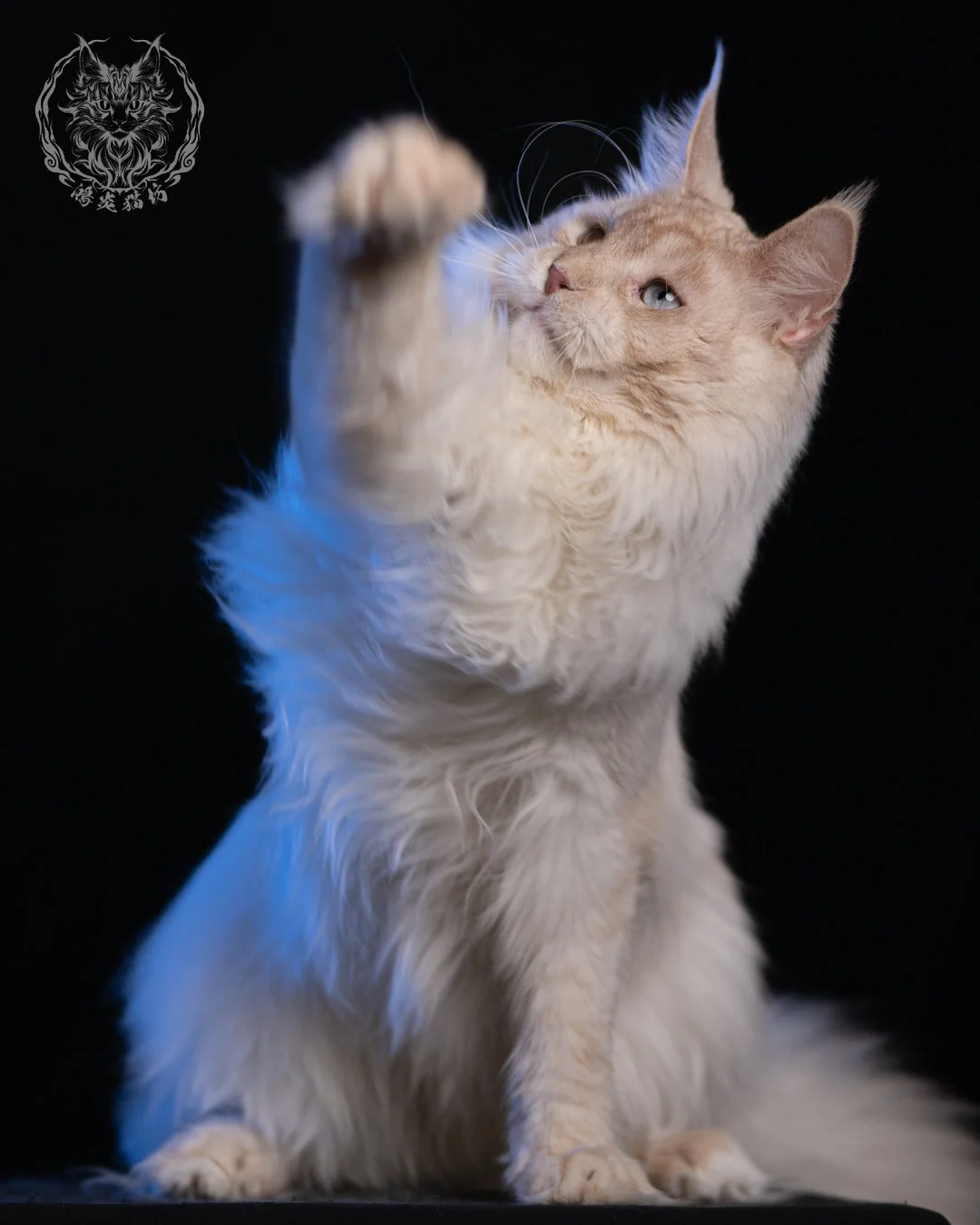 乳高煙緬因貓 Cream High Smoke Maine Coon 9months 20