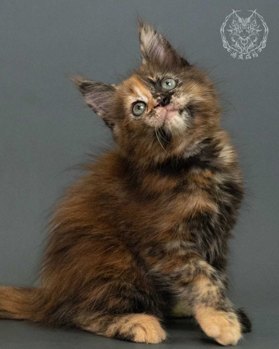 玳帽 Tortie Maine Coon 2months 13
