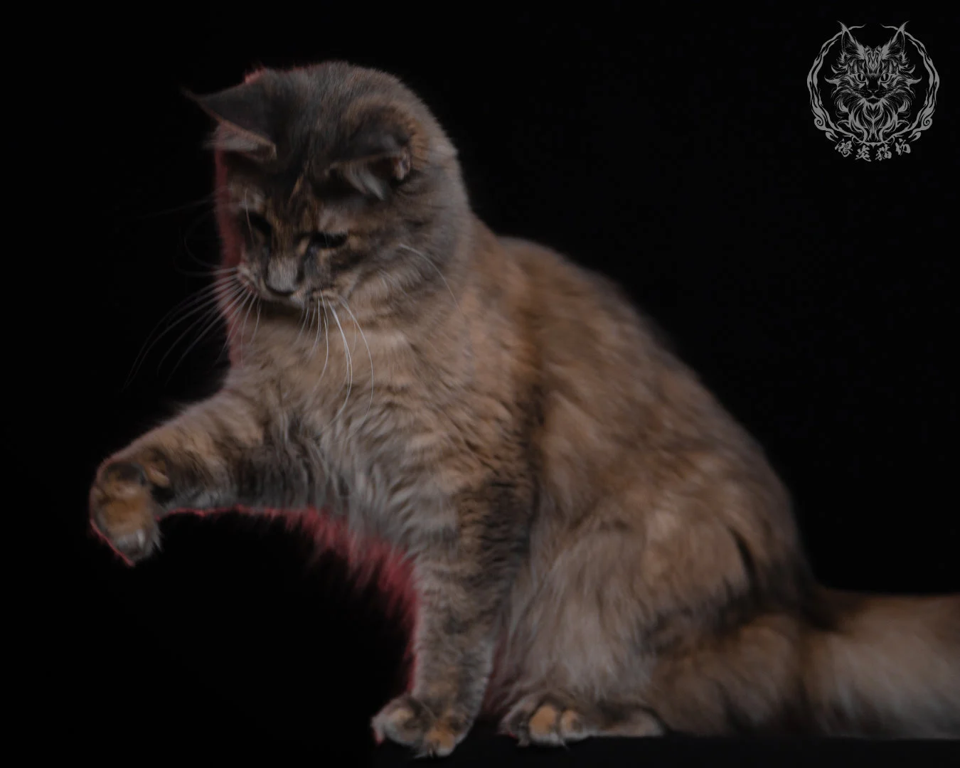 藍乳煙玳帽緬因貓 11 個月微俯視玩耍動作，虎斑紋理與乳色煙燻毛量細緻呈現，捕捉到緬因貓自然互動的可愛瞬間。