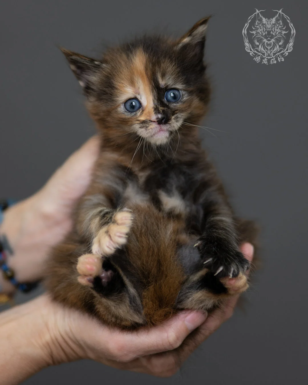 玳帽 Tortoiseshell Maine Coon 4weeks 6