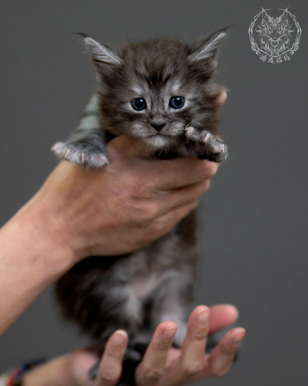 黑銀虎斑 Black Silver Tabby Maine Coon 4weeks 7