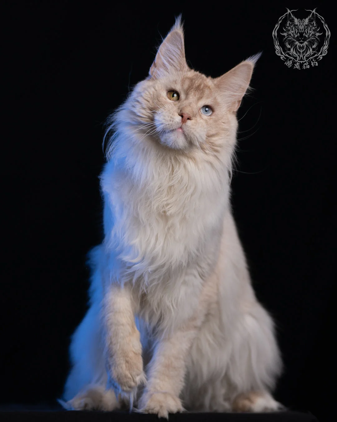 乳高煙緬因貓 Cream High Smoke Maine Coon 9months 5
